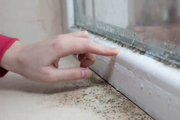 Best Post-Construction Mold Inspection  in Madison, SD